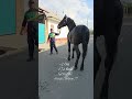 #horse #лошадки #лошади #моялошадь  #продажалошадей #equestrian #арабскиелошади #music #funny