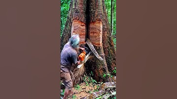 A Snake Surprised Me in This Tree! #woodworking#chainsaw#treecutting