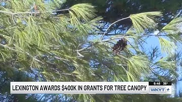 Lexington awards $400K in grants for tree canopy