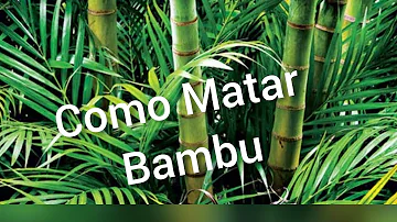 O que é bom para matar raiz de bambu?