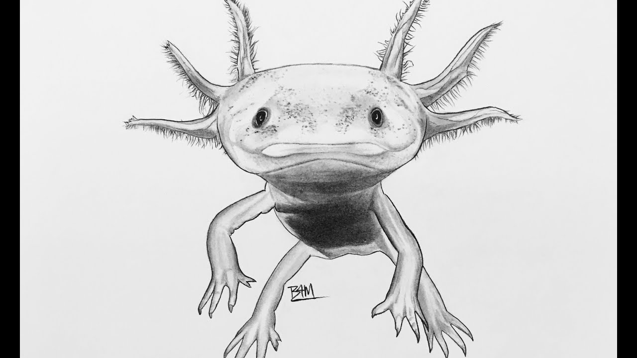 Drawing The Axolotl Youtube