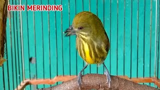 burung termahal di Indonesia bikin merinding