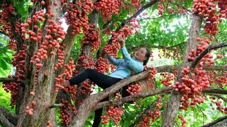 Harvesting Mulberries For Sale at the Market - Making beds, improving soil, Sowing Vegetable seeds.