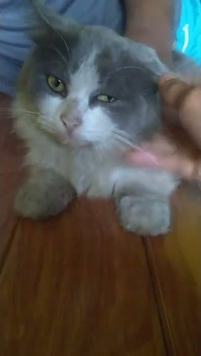 STORY VIRAL !!! kucing anggora paling lucu,imut dan cantik #shorts #storyviral