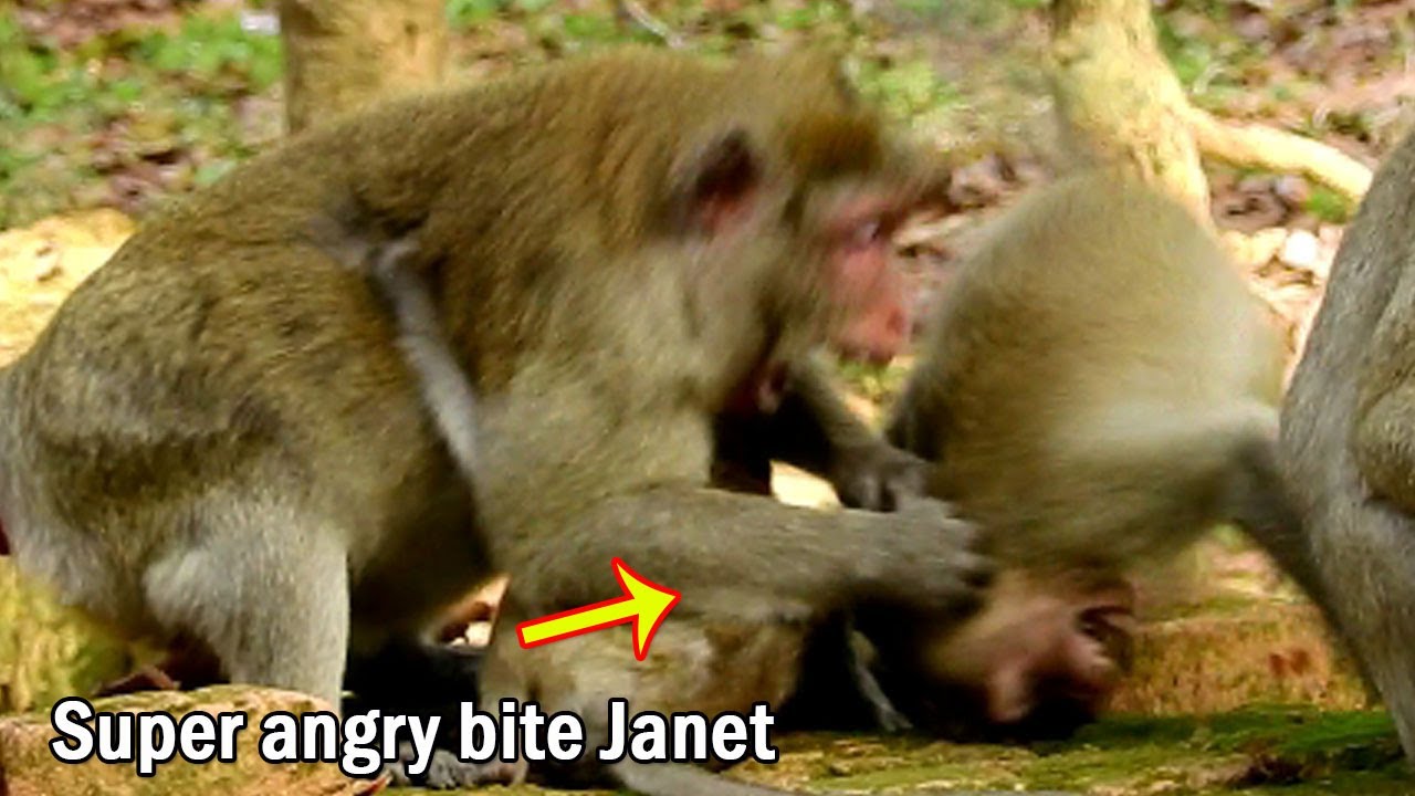 OMG Pig Janet was super attacked  Seriously bite untilby mom Jane Coz Janet play hurt to Janna