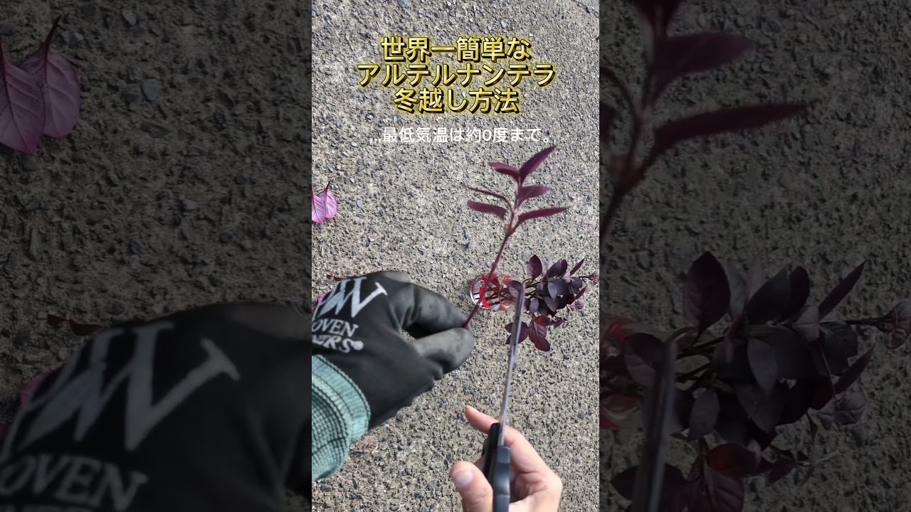 アルテルナンテラの冬越し準備