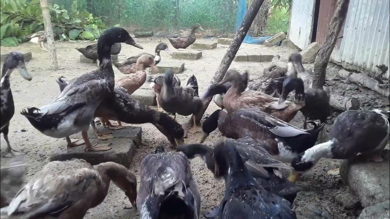 Cute Ducks Quacking Duck Videos to Make You Smile Pekin Ducks
