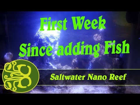 bangaii cardinal school Nano Reef Update [Week 1] - Cardinals