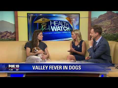 Video: I sintomi della febbre della valle nei cani