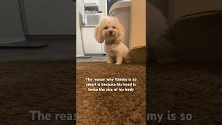 It must be a poodle thing ‍♀ #dog #pets #funny #shorts #lol #bighead #smartdog #entertainment