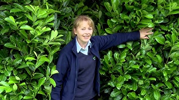 Instant Laurel Hedging - Wykeham Mature Plants