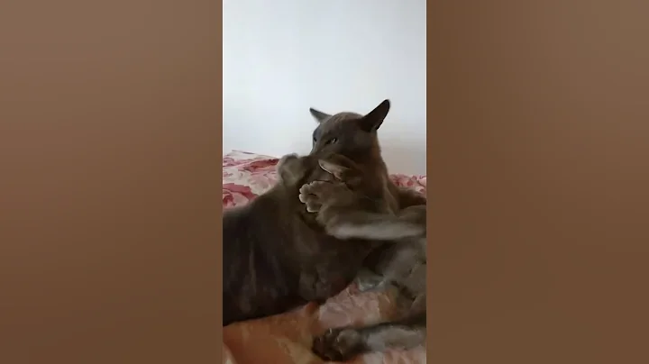 Watch the video about Big Tabby Cat Pile-Drives Tonkinese Kitten off the bed! #cats #cutekitten