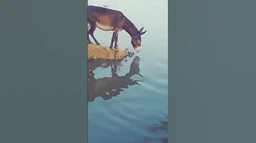 شاهد مادا فعل الحمار ضحك 