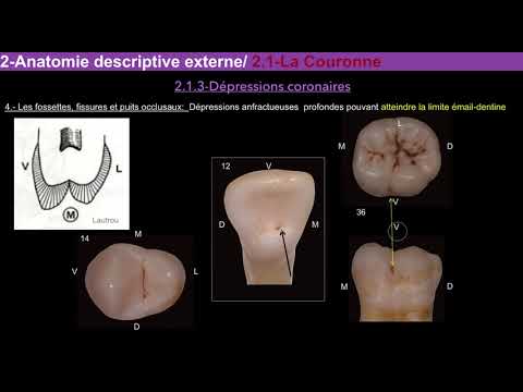 Vidéo: Anatomie Dentaire: Diagramme, Structure Et Fonction, état Connexe