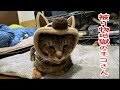 今年の干支は乙巳だよ父ちゃん亥じゃないよ(チコさん談)