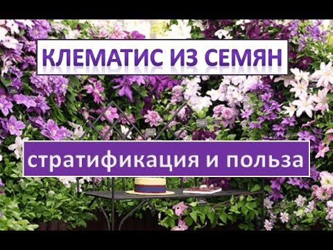 клематис из семян. часть 1. стратификация и польза.