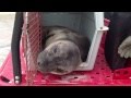 Baby Elephant Seal Rescued at Moonlight Beach