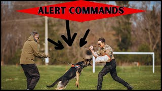 How To Train My Dog To Protect Me? ( ALERT COMMANDS) by For Pet Owners 159 views 2 weeks ago 4 minutes, 4 seconds