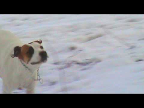 Video: Kodėl šuo Svajoja?