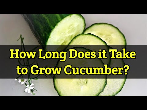 How Long Does it Take to Grow Cucumbers? - YouTube