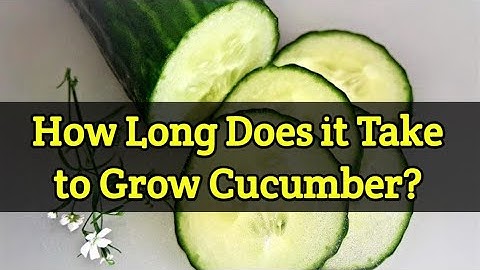 How Long Does it Take to Grow Cucumbers?