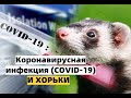 Коронавирусная инфекция (COVID-19) и ХОРЬКИ /Фуриттус/ Хорьки