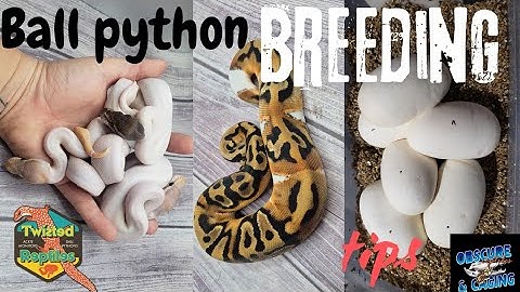 Tips for Ball Python Breeding