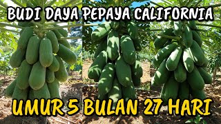 UPDATE TERBARU PERKEMBANGAN PEPAYA CALIFORNIA DI KEBUN INDES || ALHAMDULILLAH 2 HARI TURUN HUJAN