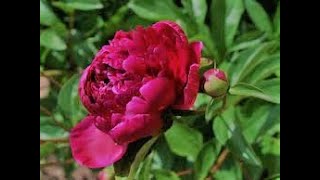 Božur Peony - Sadnja Đubrenje Planting Fertilizing