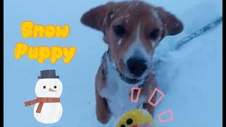 Five-month-old puppy beagle Playing in Snow | Funny Pet Video 可爱的比格犬超级喜欢玩雪 | 搞笑狗狗 by Dino Wearing White Socks穿白袜子的迪诺 2,921 views 3 years ago 3 minutes, 22 seconds