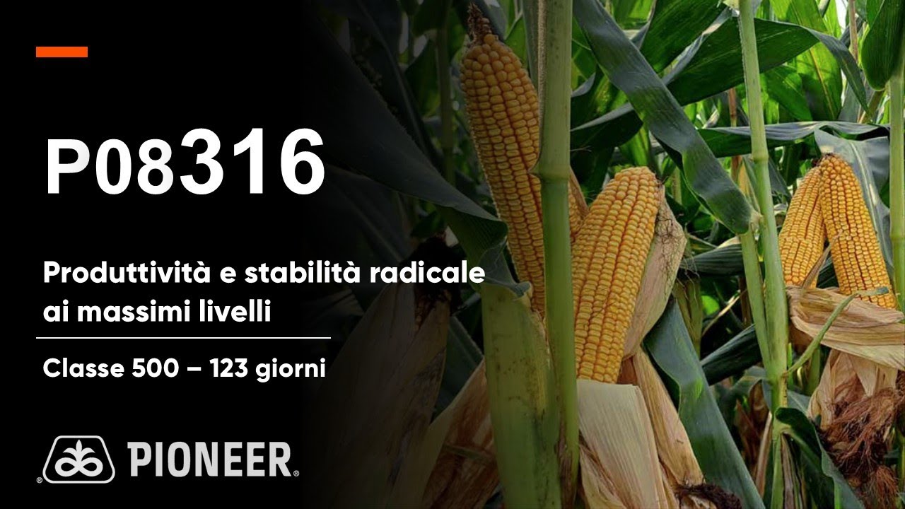 P08316: produttività e stabilità radicale ai massimi livelli