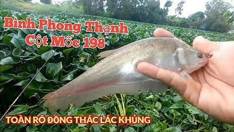 Câu Cá , Trời Mưa Trúng Lớn Bầy Cá Thác Lác , Cá Rô Đồng Đi Ăn Rút Phao Liên Tục Không Kịp Móc Mồi.