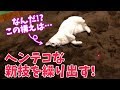 新しい狩りの技を編み出してしまった猫・ハンターぽてと