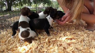 Rat Terrier Puppies 4 Weeks Old. Visiting the Dog Breeder.