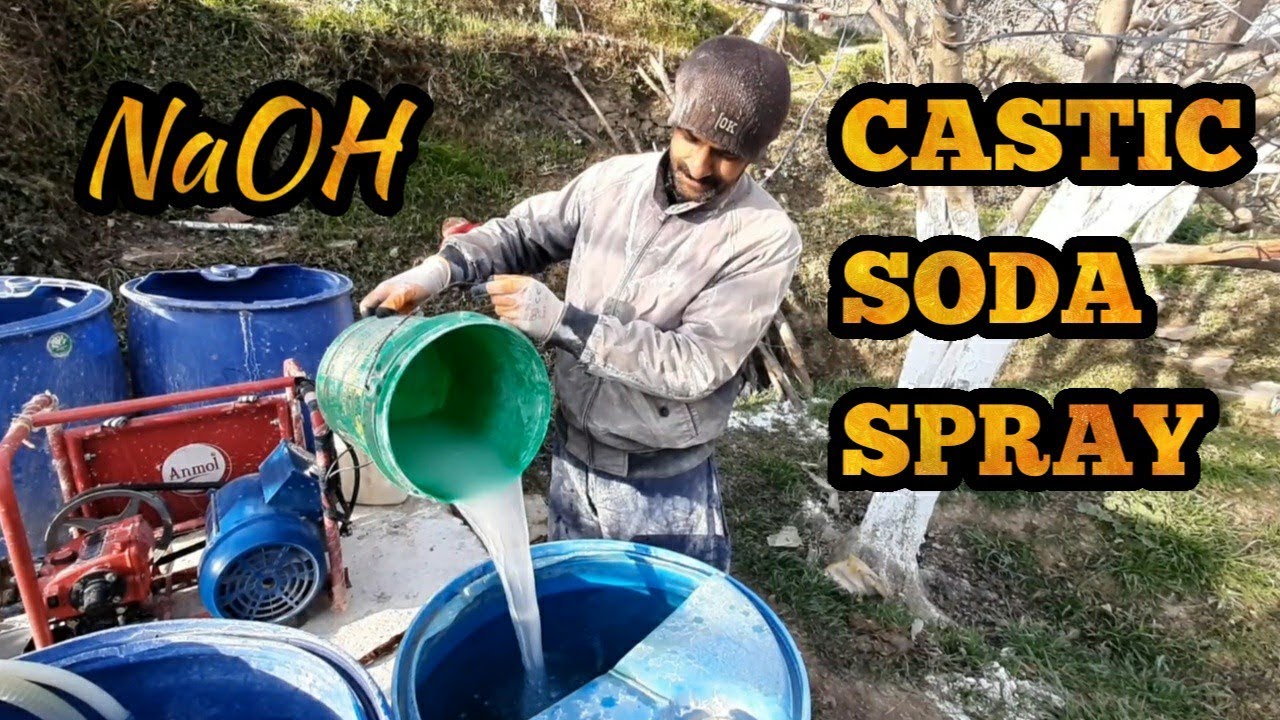 CASTIC SODA SPRAY (NaOH) //SUN BAAG ORCHARD// SHUBHAM BHICKTA