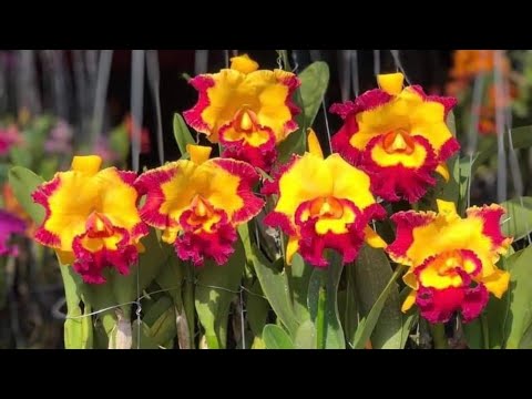 Video Lan Cattleya Đang Nụ-0834608769-LAN RỪNG LÂM ĐỒNG - youtube