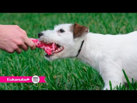 Video: ¿Los perros mastican huesos para la higiene dental?