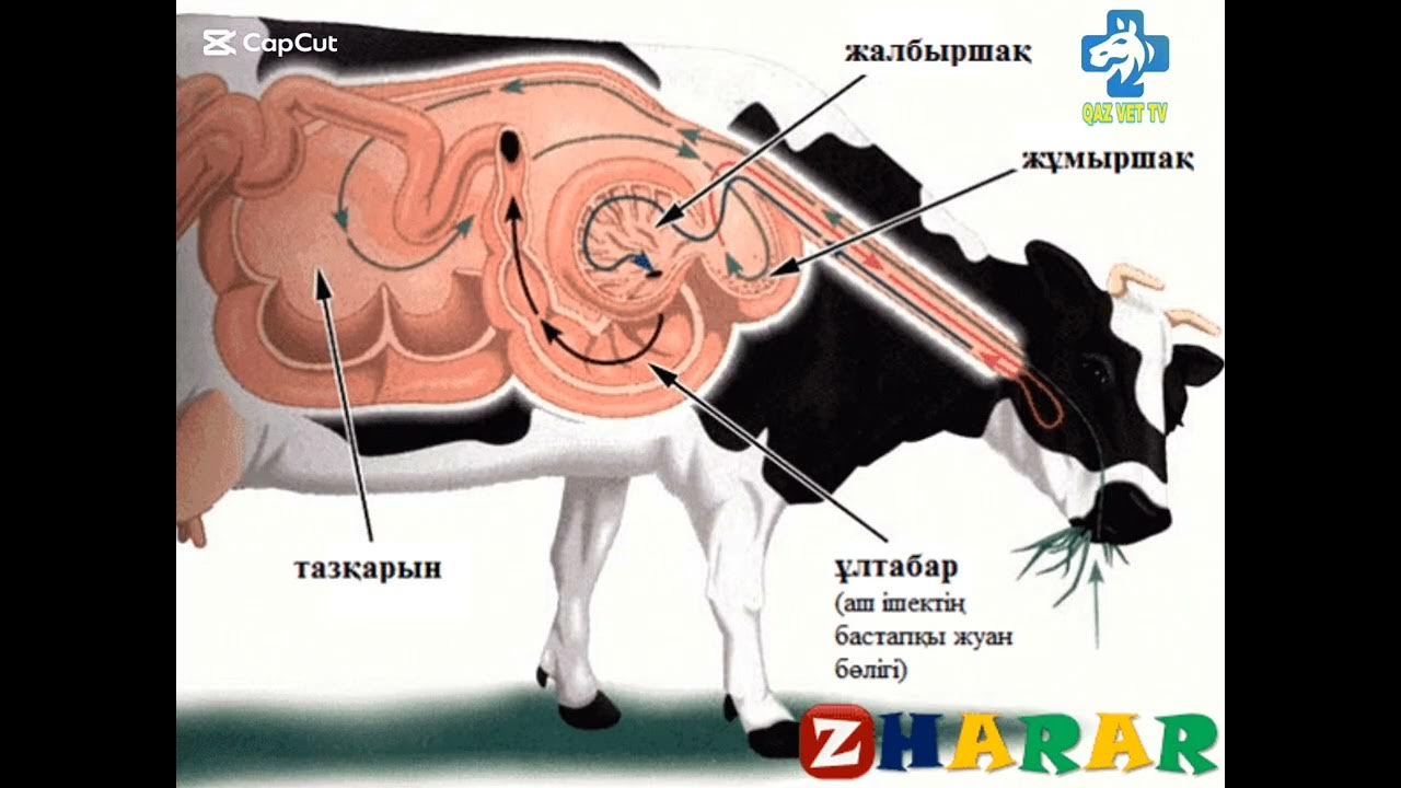 Самарканд порно видео онлайн