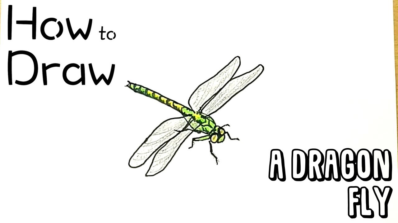 How to Draw a Dragonfly - YouTube