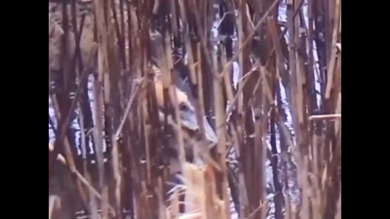 trustworthy แปล Bittern at Potteric Carr Nature Reserve