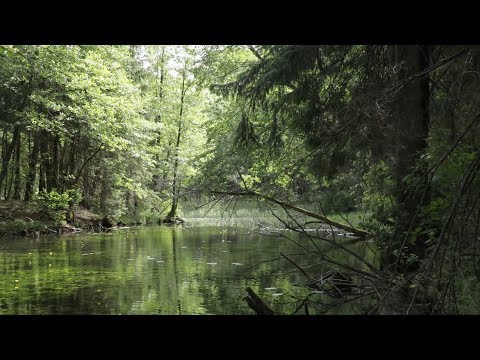 Video: Geriausi žygiai Ir Vaizdingi Takai Aplink Vankuverį Ir Vankuverio Salą