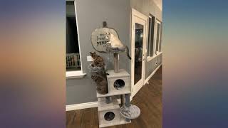PAWZ Road from 51 to 57 Inches Cat Tree Modern Cat Tower Featuring 2 Super Large revieww screenshot 5