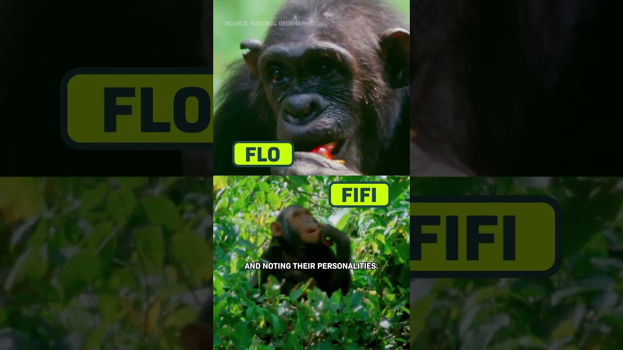How Smart Are Chimps Really?