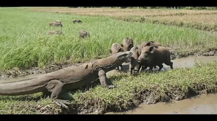 Komodo Dragon ATTACKS Wild Boar Piglet, Then Fights the Family!