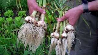 I decided to harvest my garlic tonight as it has developed rust and
most had been blown over in the wind.i have two varieties solent wight
for larger bul...