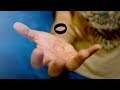 5 BEST MAGIC TRICKS WITH A RING