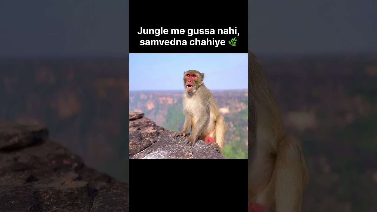 Jungle sikhata hai jeena 🐒 