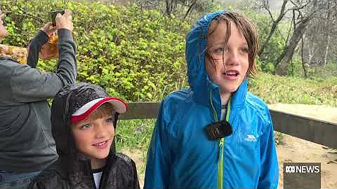 Rangers say K'gari (Fraser Island) dingoes are losing fear of humans | ABC News