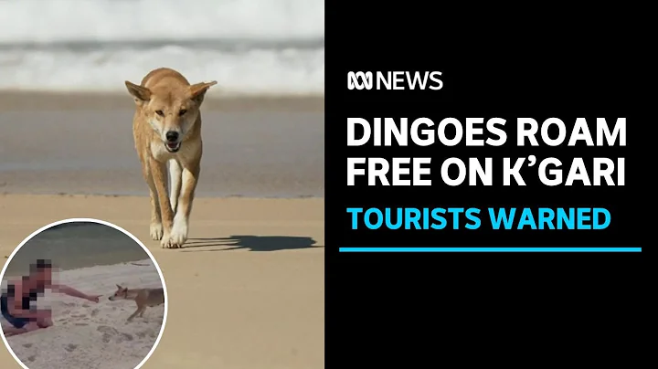 Rangers say K'gari (Fraser Island) dingoes are losing fear of humans | ABC News