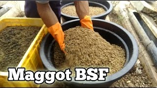 The Cycle Of Black Soldier Fly (BSF) Cultivation